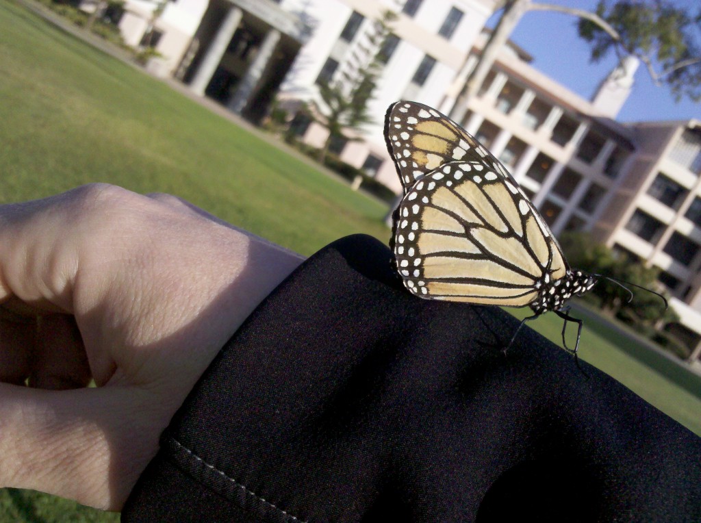monarch