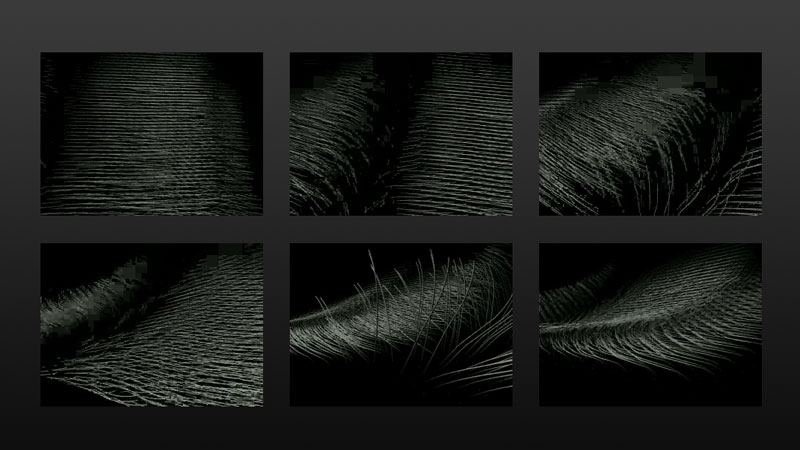 Cilia Animation